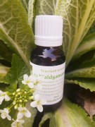 Waldgamander_Urtinktur_LinaRebmann